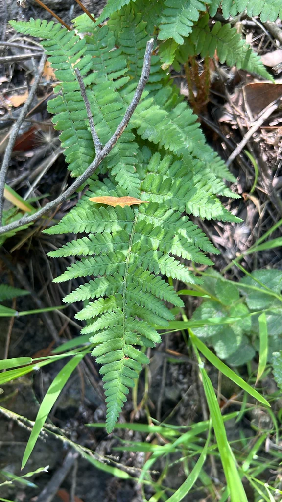 Dryopteris arguta