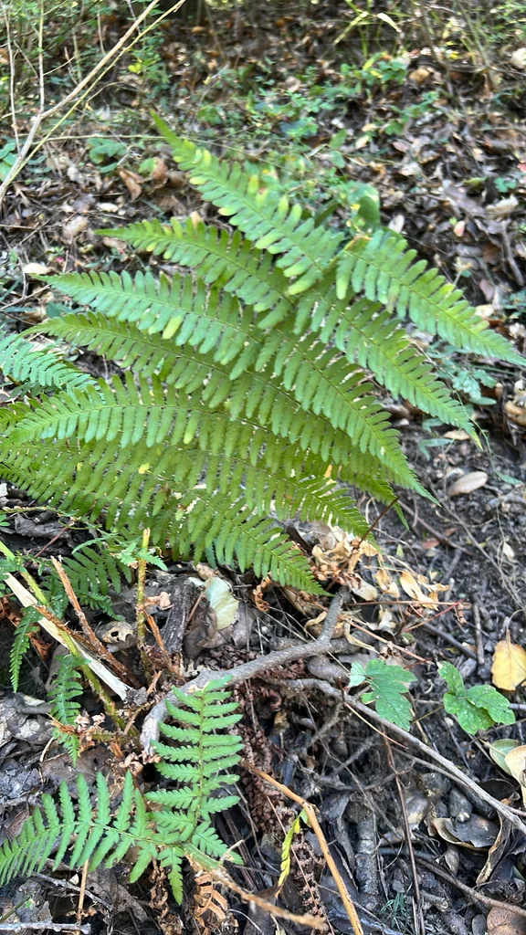Dryopteris arguta