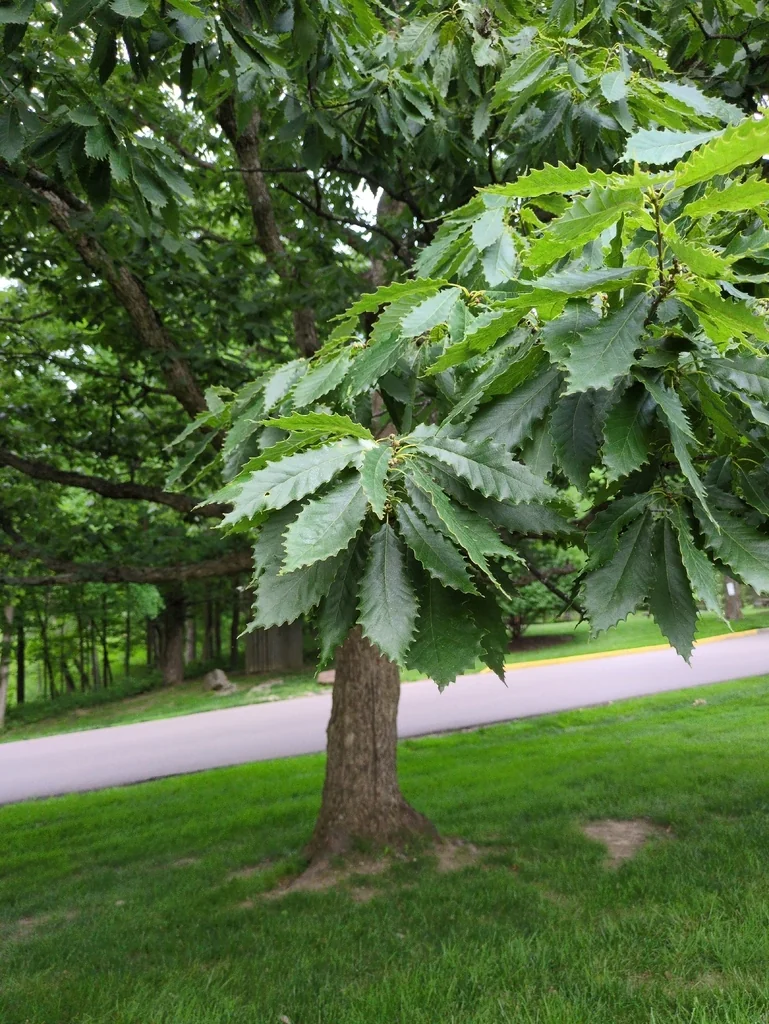 Quercus Muehlenbergii