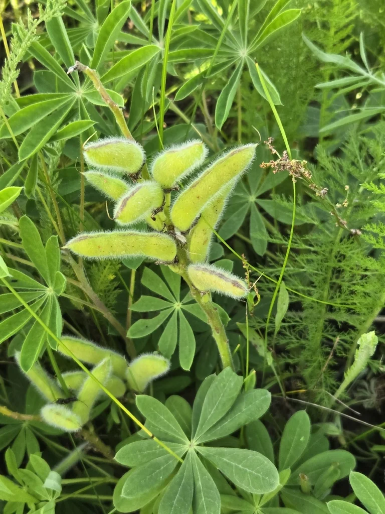 Lupinus Perennis