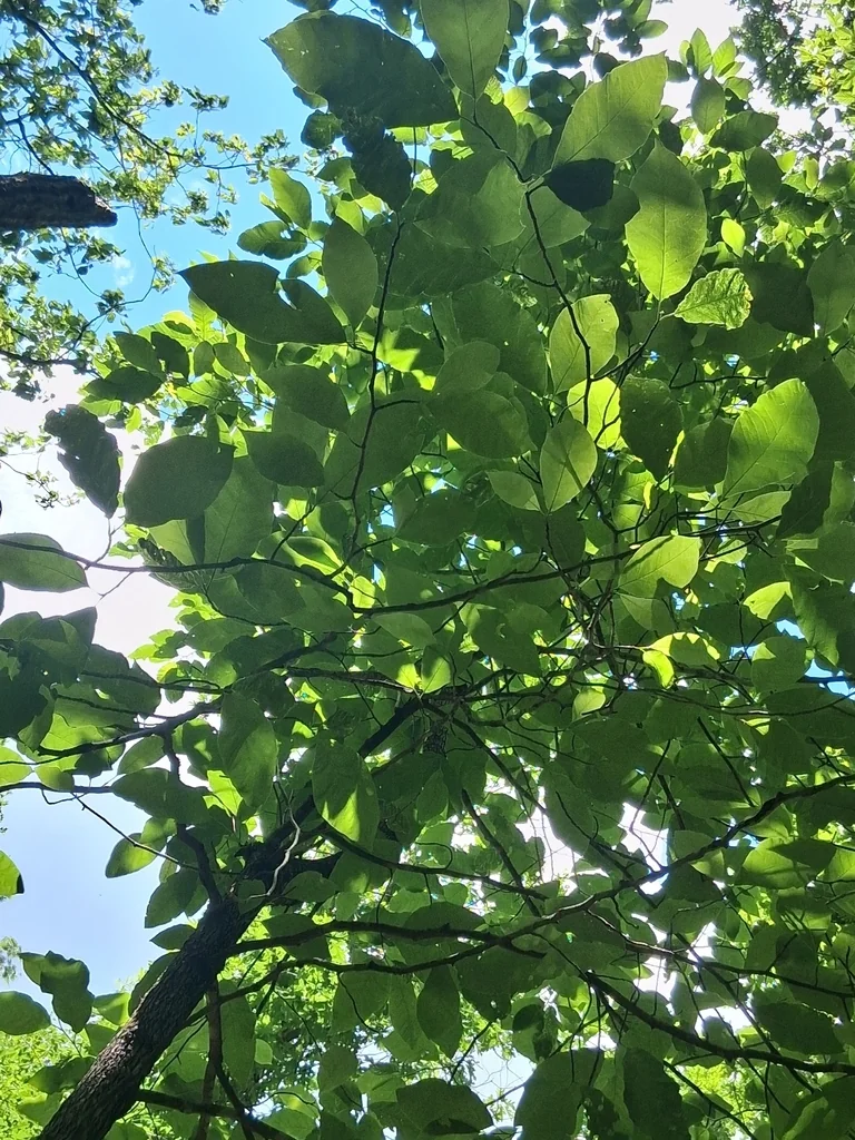 Magnolia Acuminata
