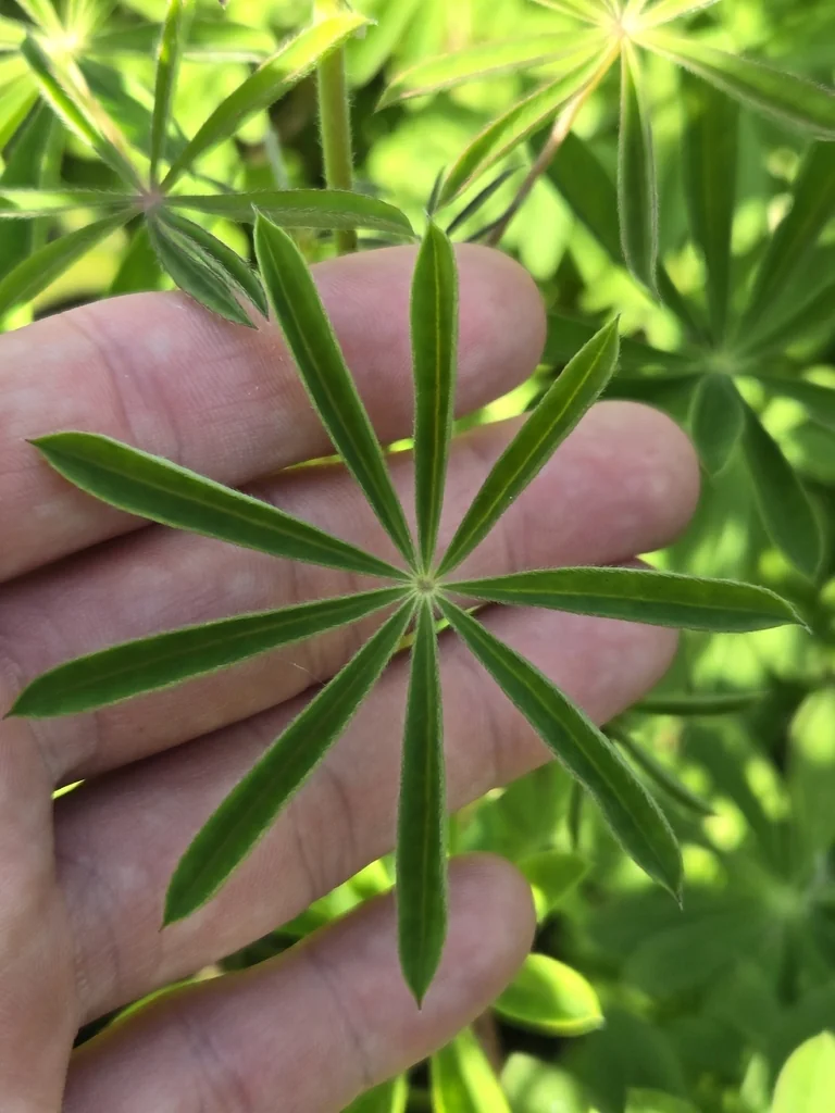 Lupinus Perennis