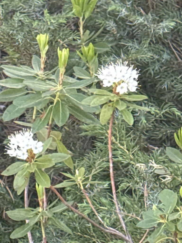 Rhododendron Columbianum