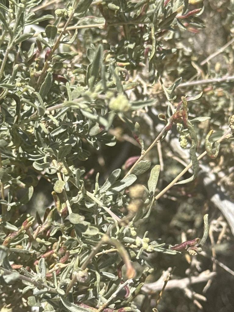 Atriplex Canescens