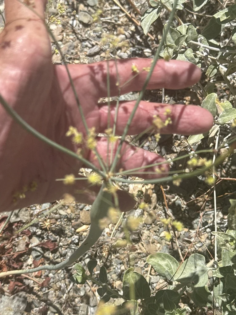 Eriogonum Inflatum