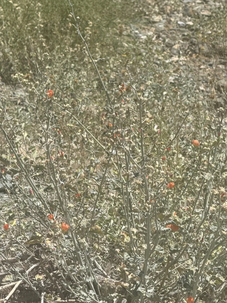 Sphaeralcea Ambigua
