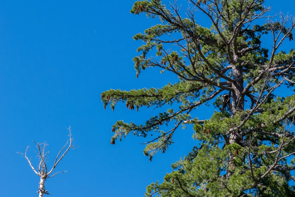 Pinus Lambertiana