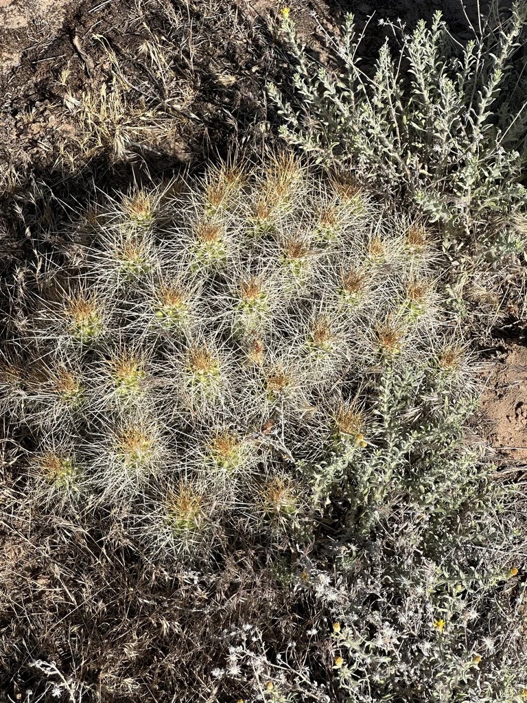 Echinocereus Triglochidiatus