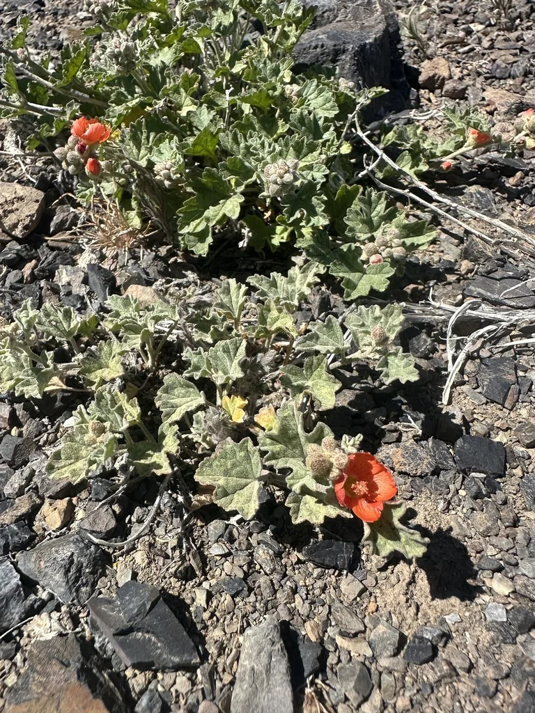 Sphaeralcea Munroana