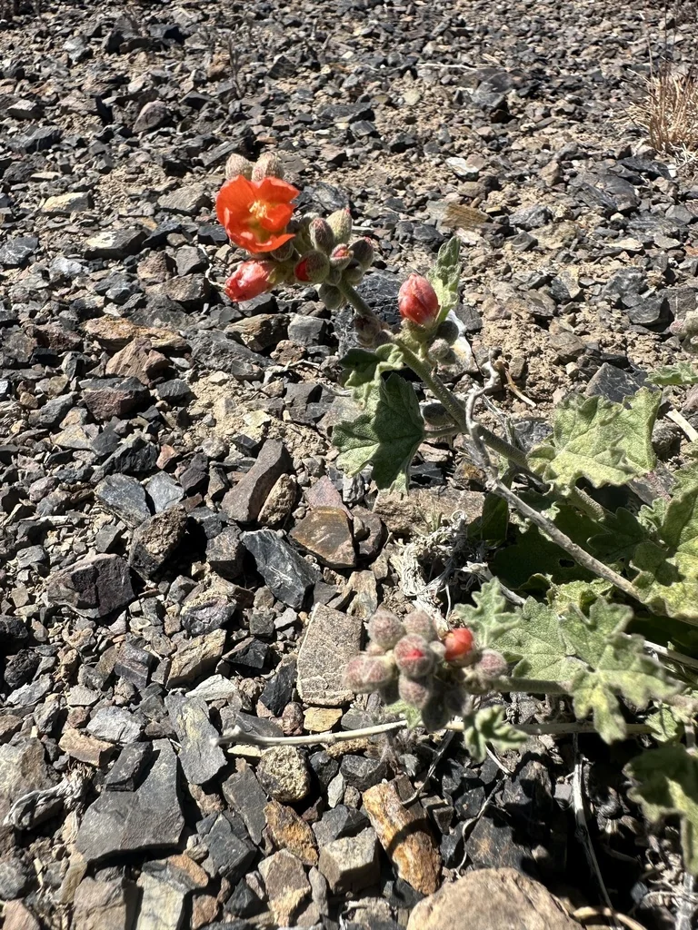 Sphaeralcea Munroana