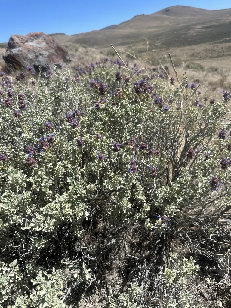 Salvia dorrii