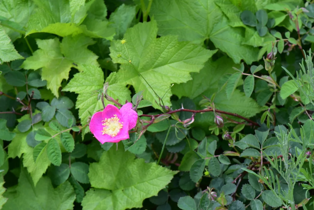 Rosa Nutkana
