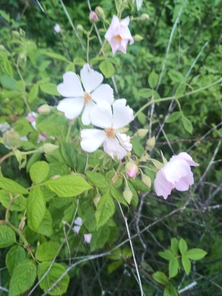 Rosa Setigera