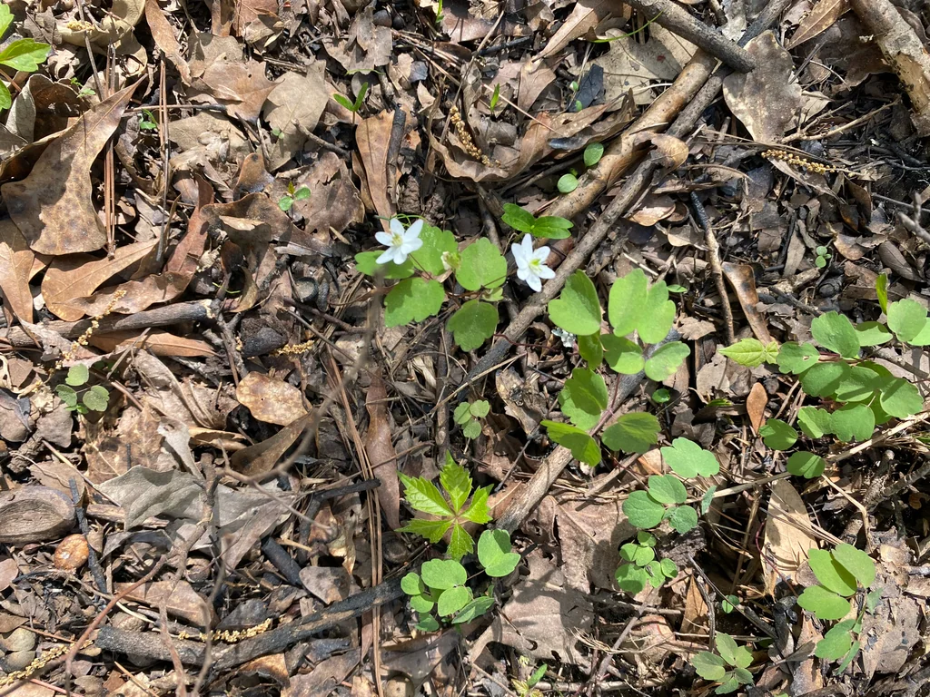 Anemonella Thalictroides
