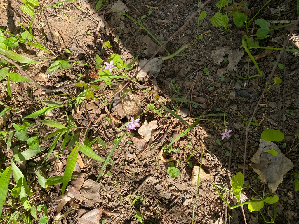 Claytonia Virginica
