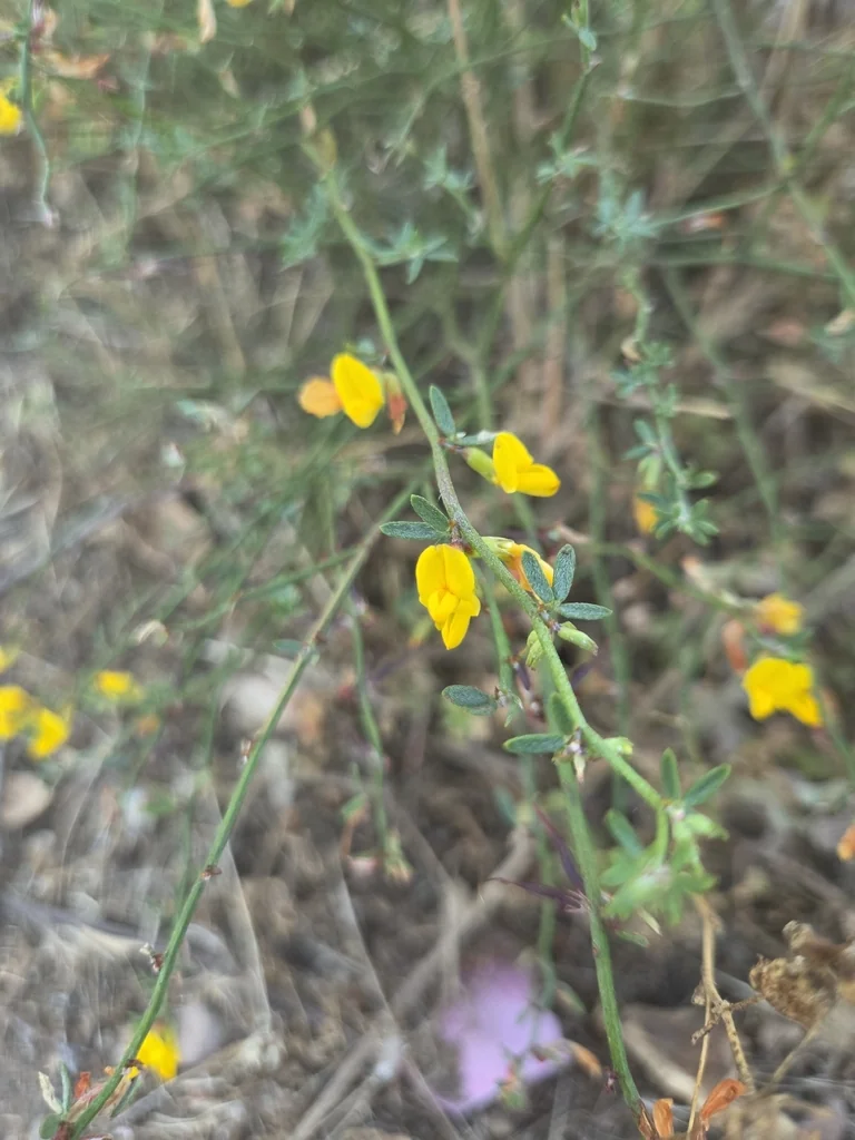 Lotus Scoparius