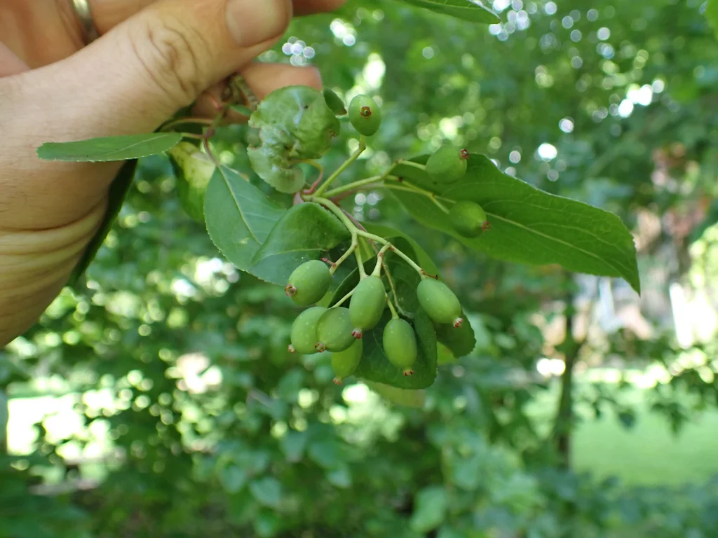 Viburnum Prunifolium