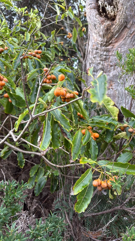 Pittosporum Undulatum
