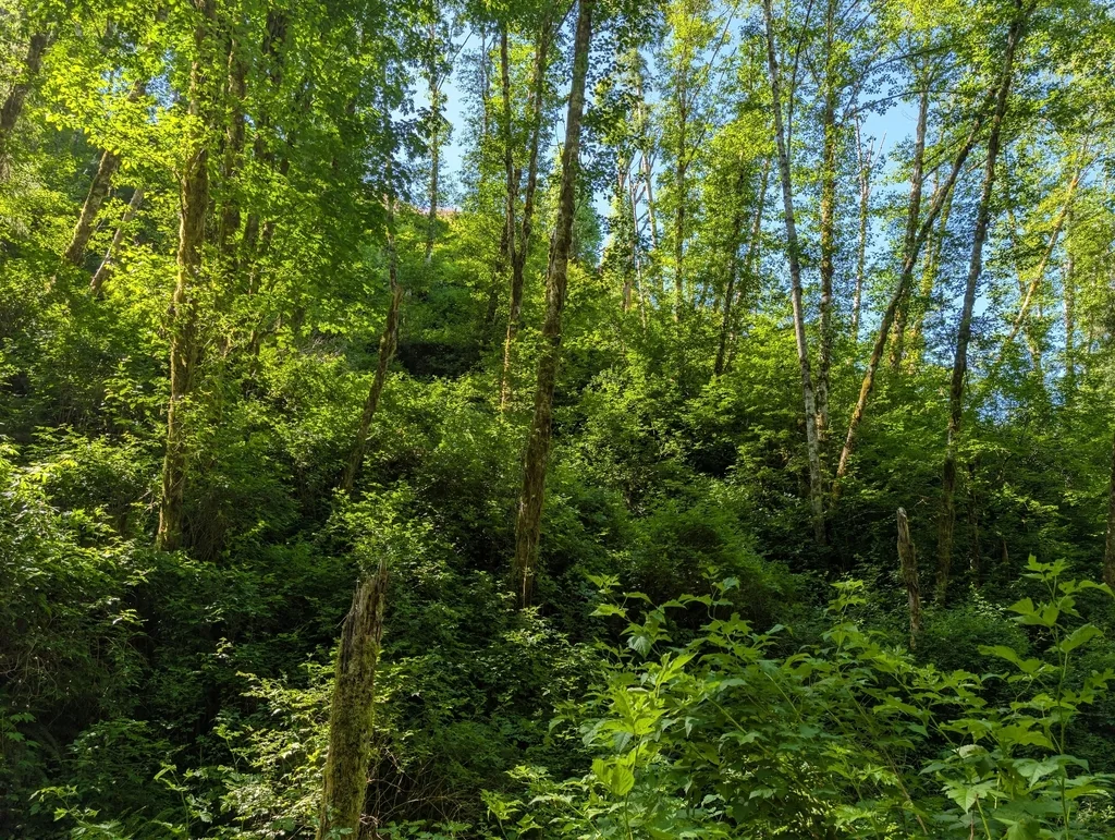 Alnus Rubra
