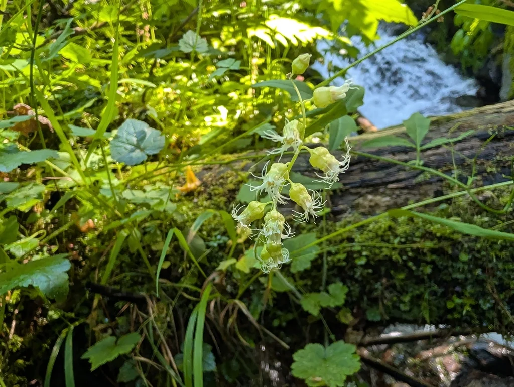 Tellima Grandiflora