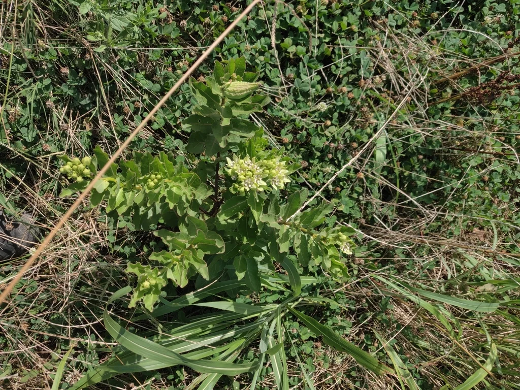 Asclepias Viridis