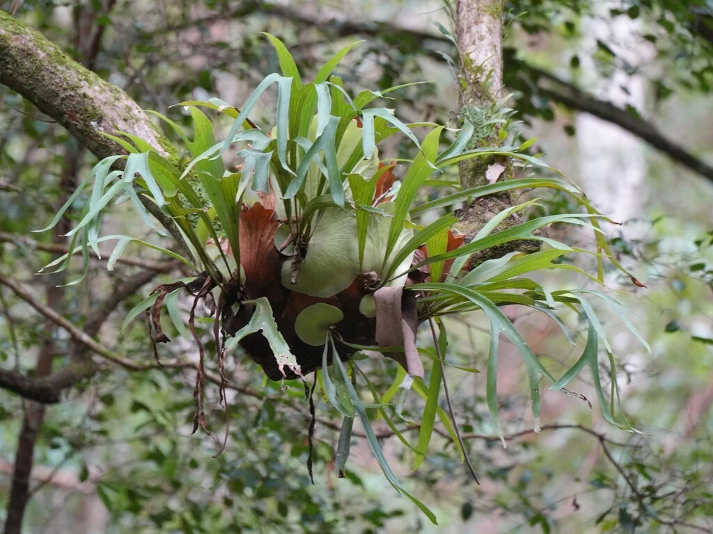 Platycerium bifurcatum