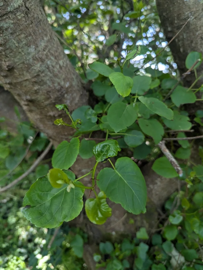 Alnus Cordata