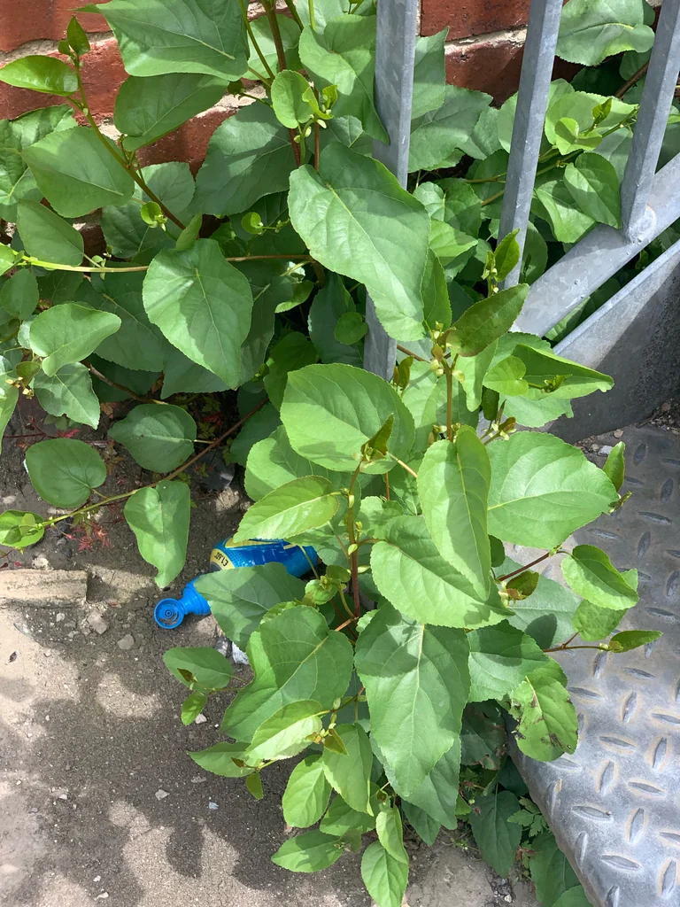 Alnus Cordata