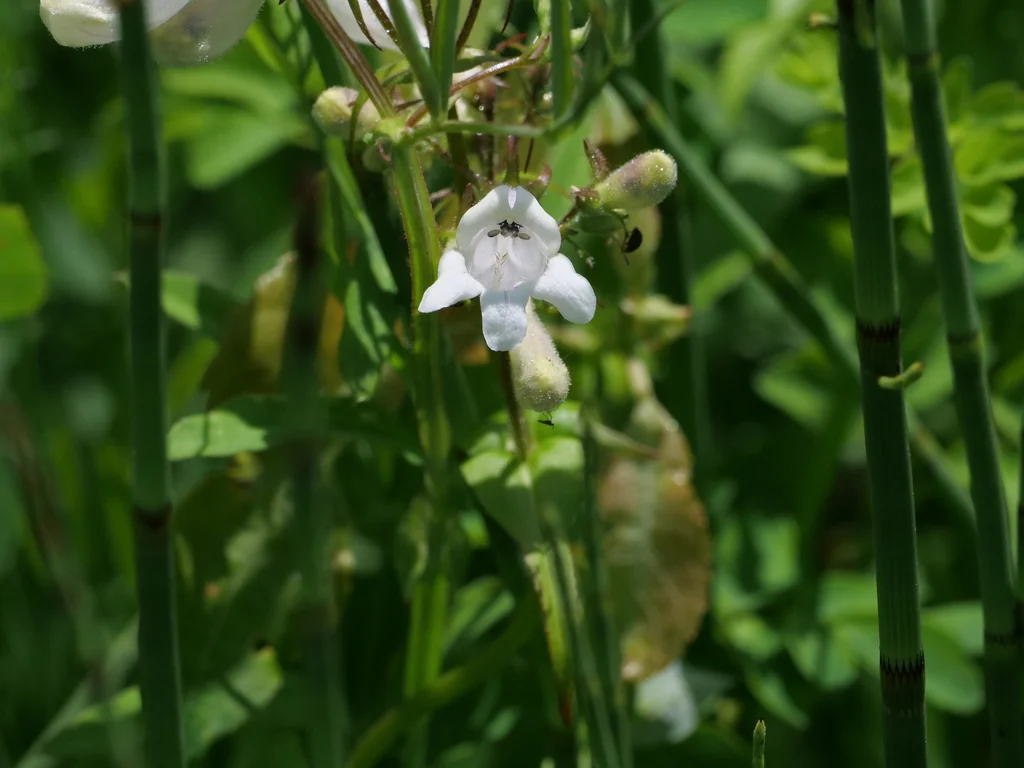 Penstemon Digitalis
