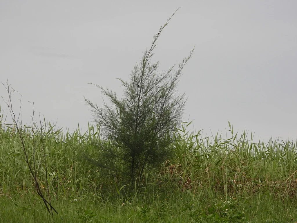 Casuarina Equisetifolia