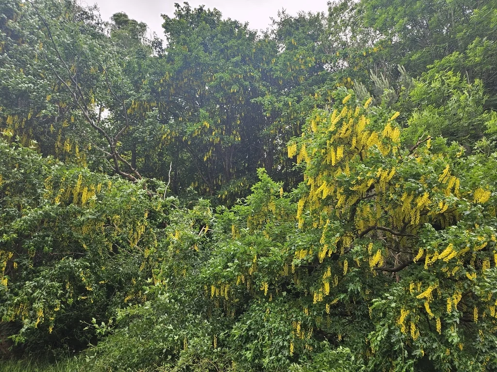 Laburnum Anagyroides
