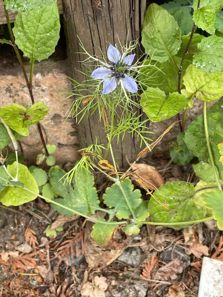 Nigella Damascena