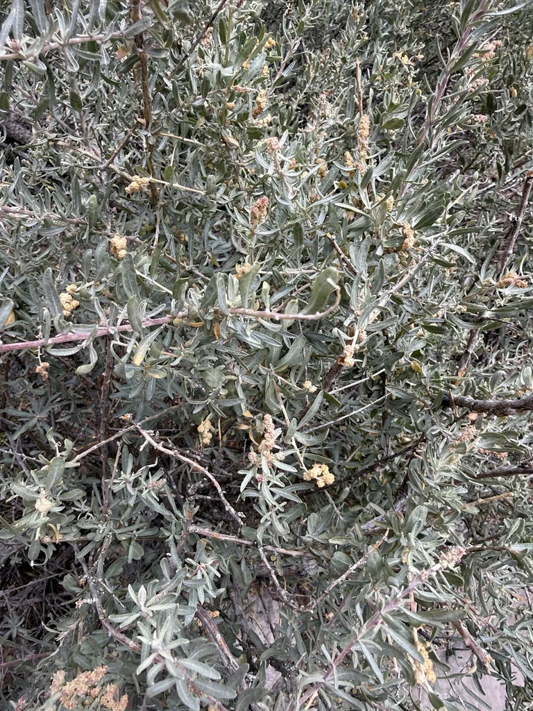 Atriplex Canescens