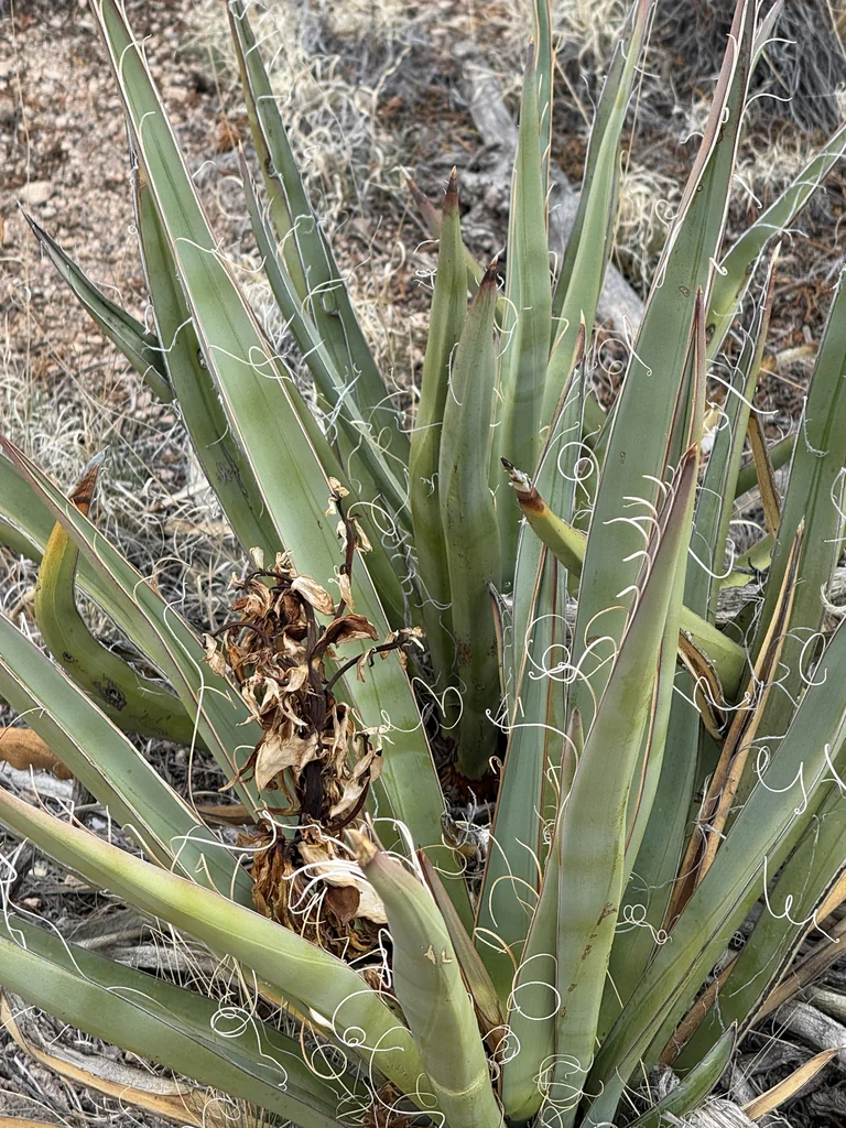 Yucca Baccata