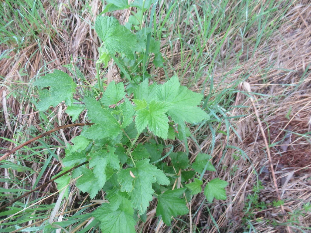 Ribes Nigrum