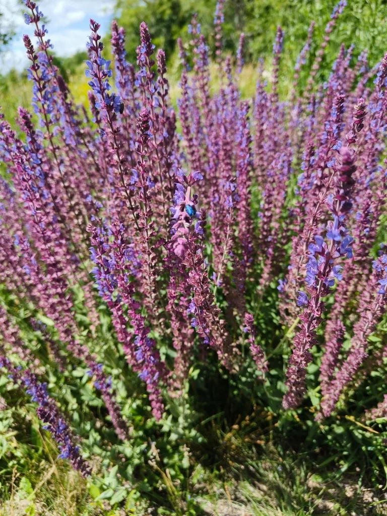 Salvia nemorosa