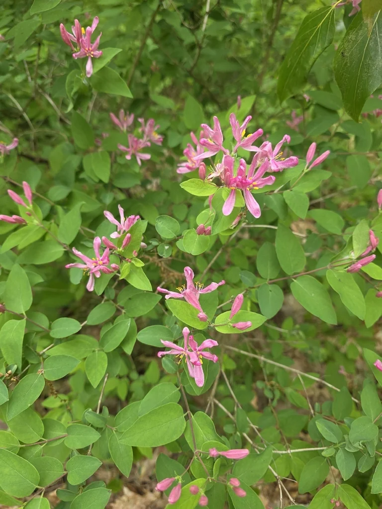 Lonicera Tatarica