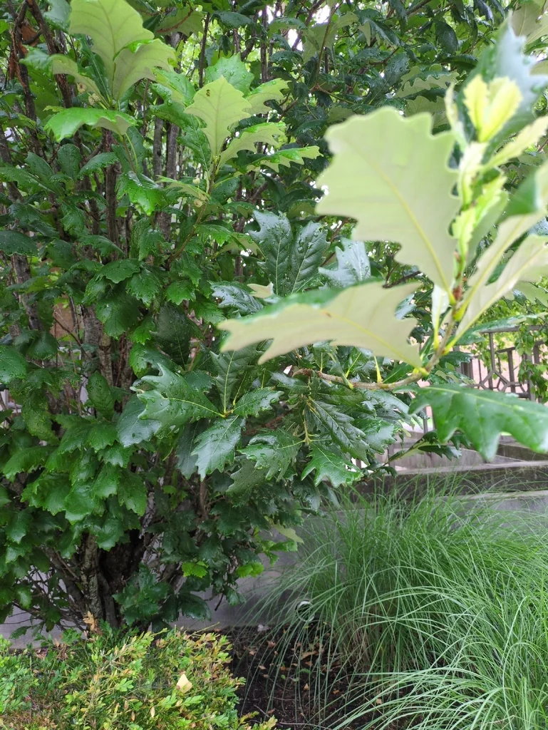 Quercus Bicolor