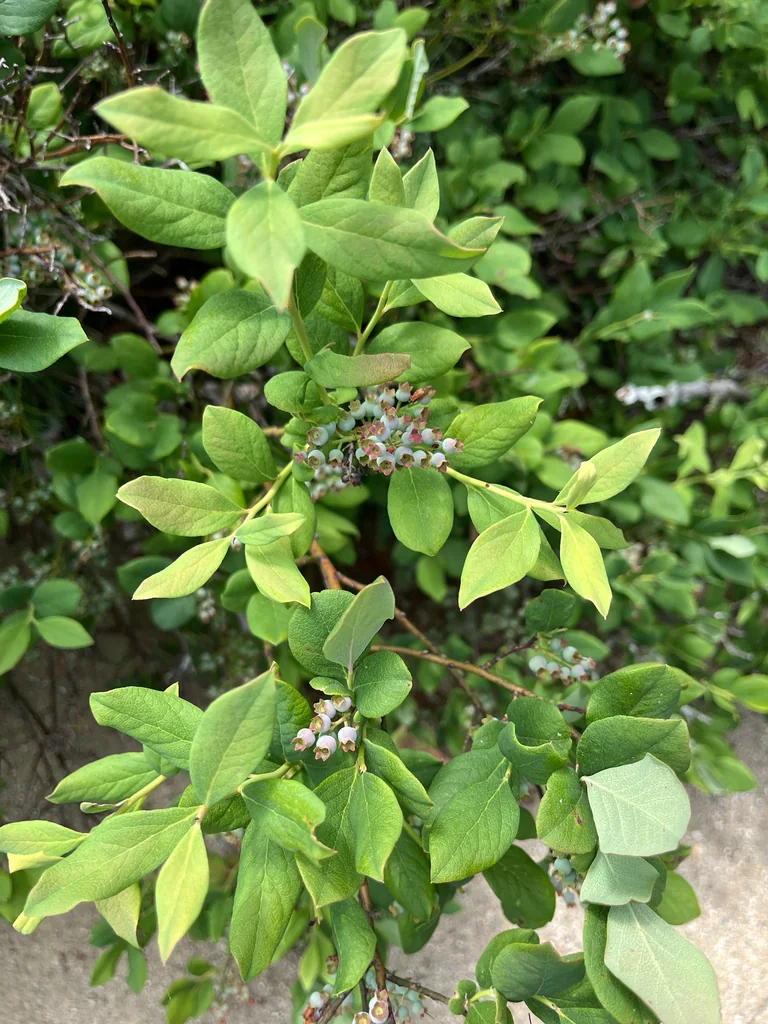 Vaccinium Pallidum