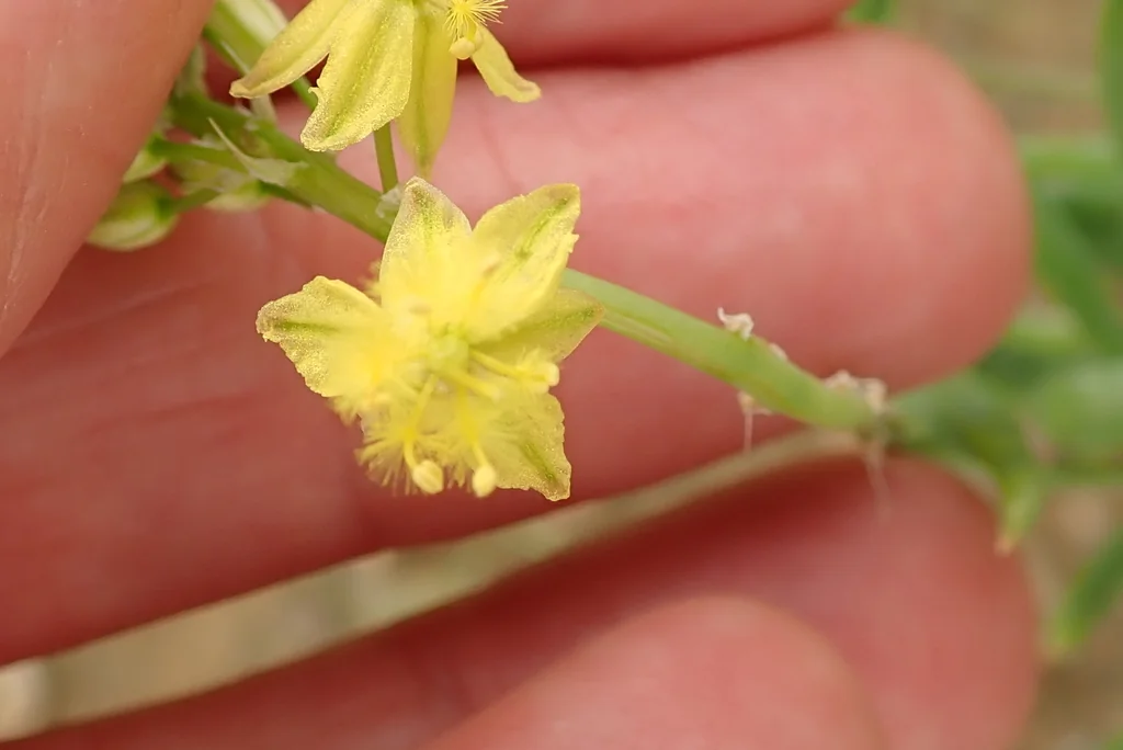 Bulbine Frutescens