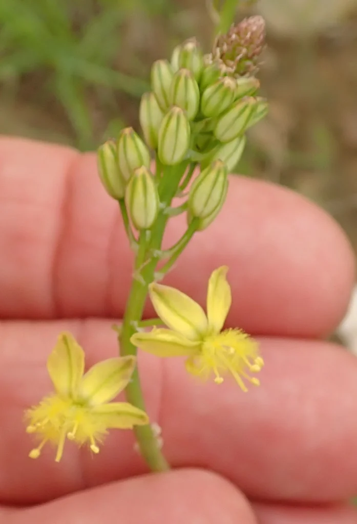 Bulbine Frutescens