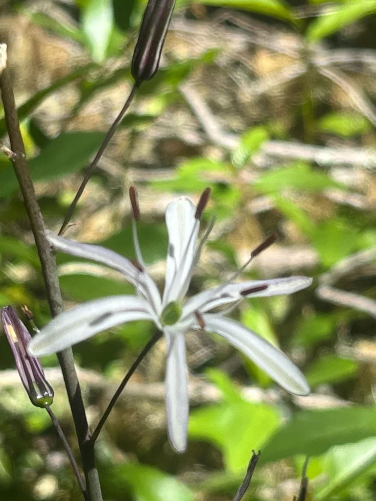 Chlorogalum Pomeridianum