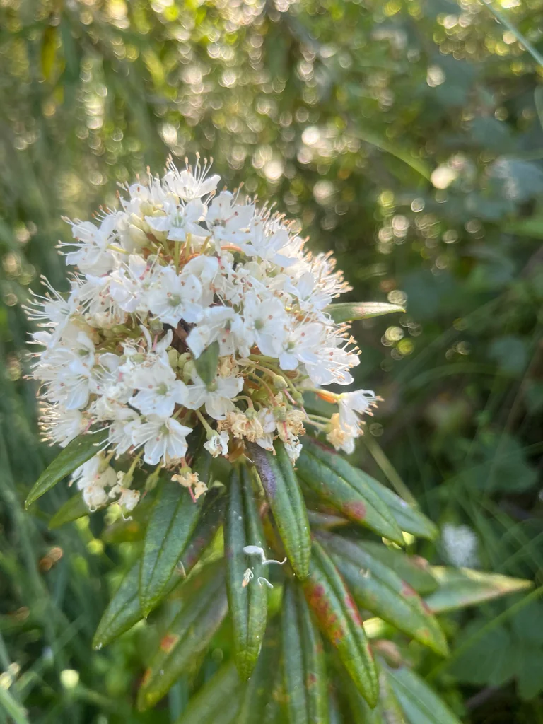 Rhododendron Columbianum