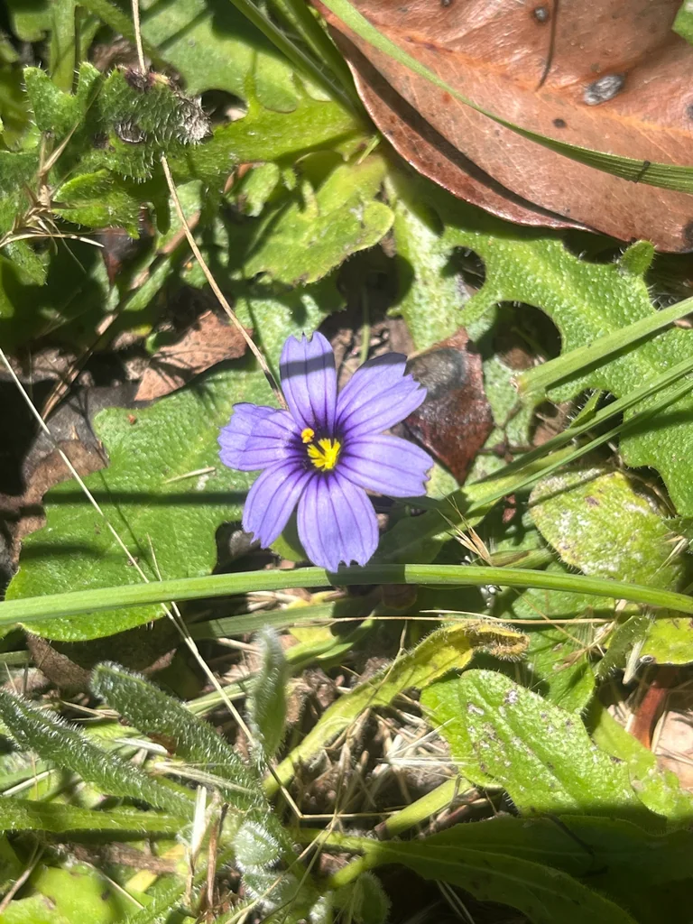 Sisyrinchium Bellum