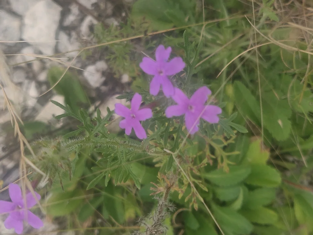 Glandularia Bipinnatifida