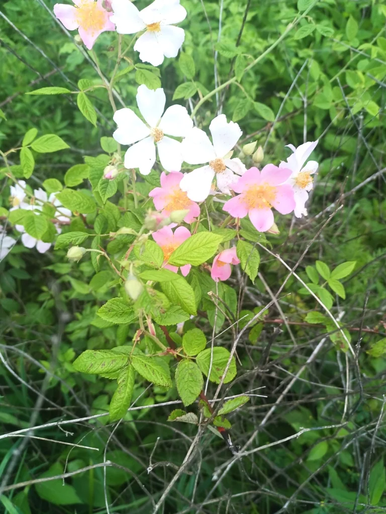 Rosa Setigera