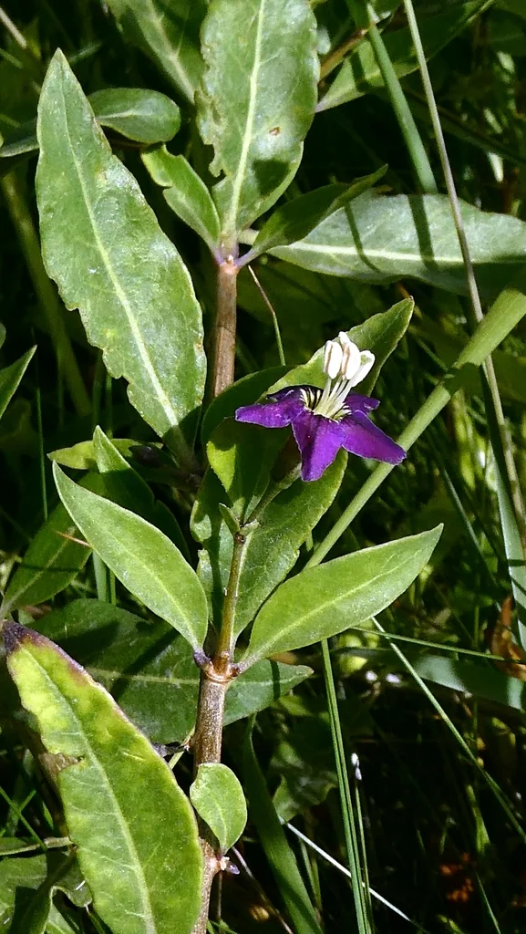 Lycium Barbarum