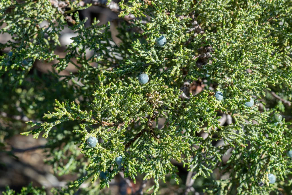 Juniperus Occidentalis