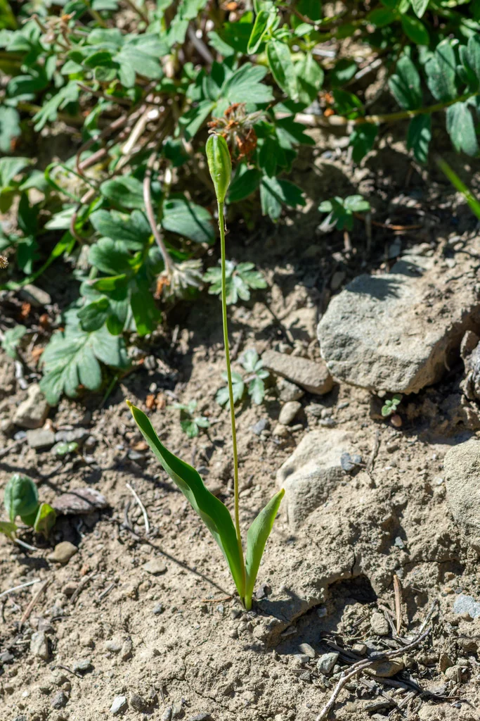 Erythronium Grandiflorum