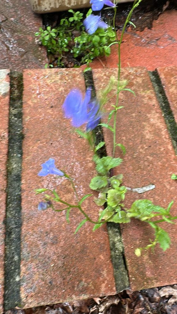 Lobelia erinus